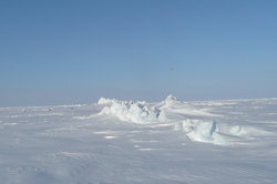 250x166 1maisie-chaas arctic polar5withbird