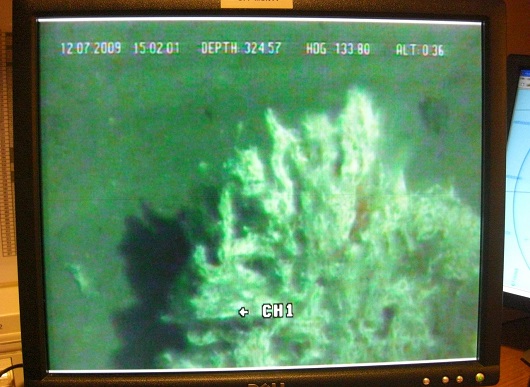 530x387 Coral