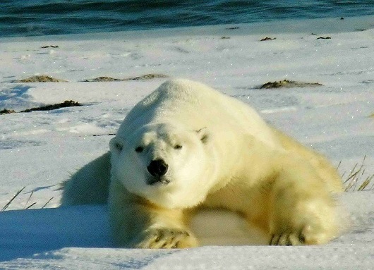 530x383 isbjørn