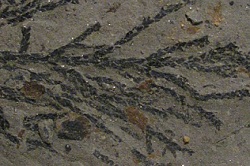 250x166 fossilgren