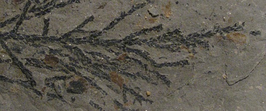 530x222 fossilgren
