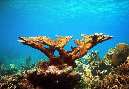 530x368 Coral