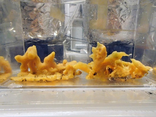 530x397 Halichondria panicea 6 small