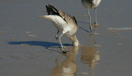 530x305 Head in the sand