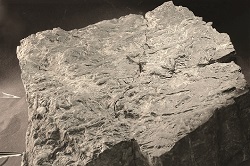 250x166 sporfossiler