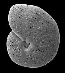 210 02 Foraminifera foto Rasmussen Geology 2