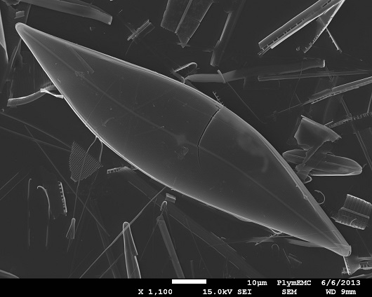 530x424 diatom
