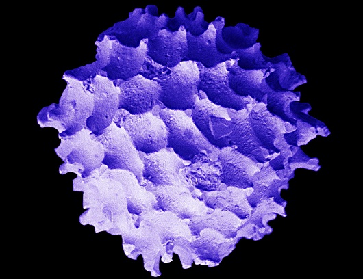 530x408 Bolboforma badenensis 02