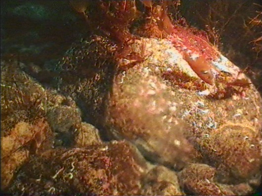 530x396 1994 ferskvannskilde bobler ferskvannslinse seidimenter