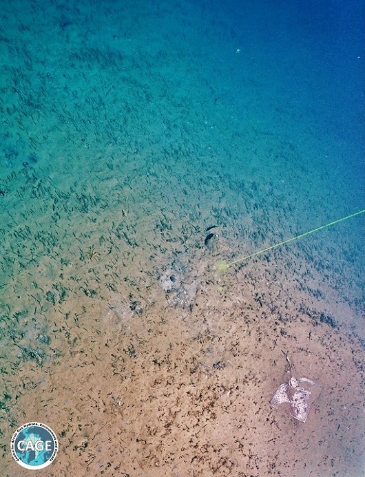 530x693 3.Meadow with Skate