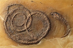 250x166 Fossil