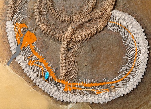 530x381 Fossil2