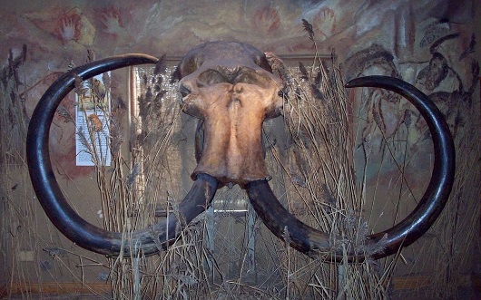 530x331 Mammut