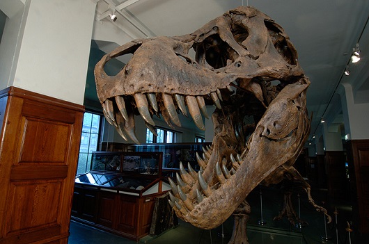 530x351 t rex stan