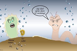 250x166 Bild.1 Rovbørsteormer spiser cartoon