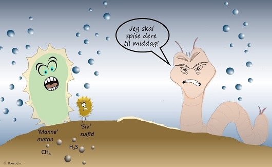530x325 Bild.1 Rovbørsteormer spiser cartoon
