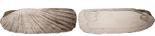 530x124 Fig.2 A.svalbardensis drawing