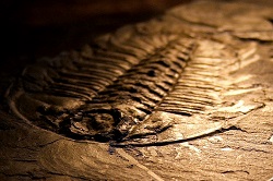 250x166 Trilobite