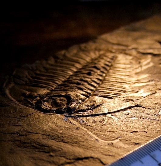 530x547 Trilobite