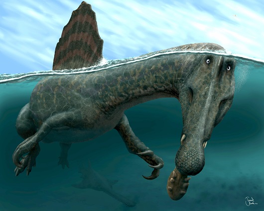 530x424 Spinosaurus aegyptiacus
