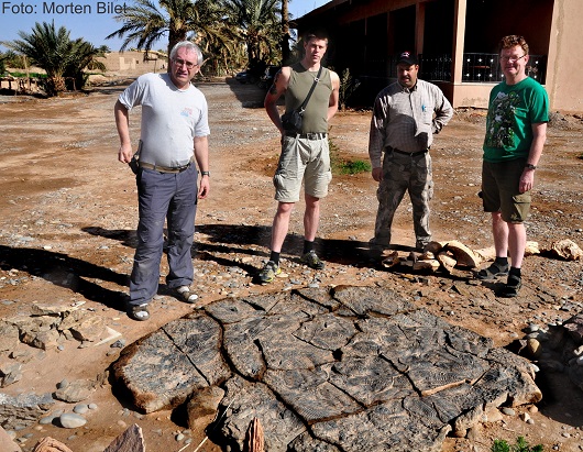 530x411 Marokko ett tonn trilobittblokk foto Morten Bilet