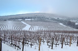 250x166 Vineyard