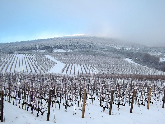 530x397 Vineyard