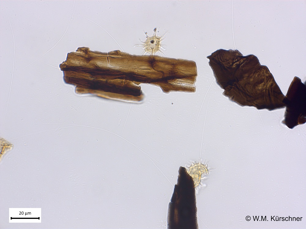 Fossil