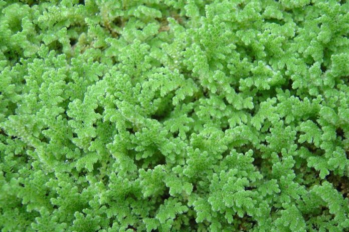 Azolla filiculoides MUN